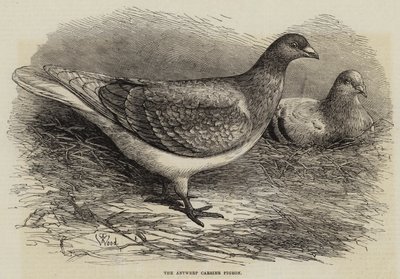 The Antwerp Carrier Pigeon by Thomas W. Wood